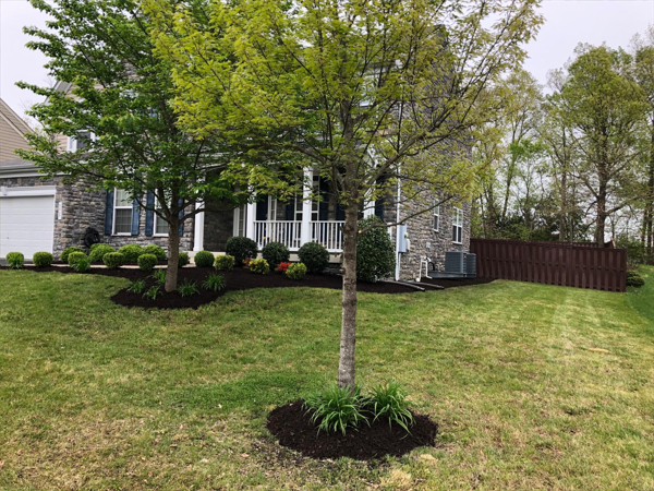 Fresh mulch surrounding a landscaped garden bed